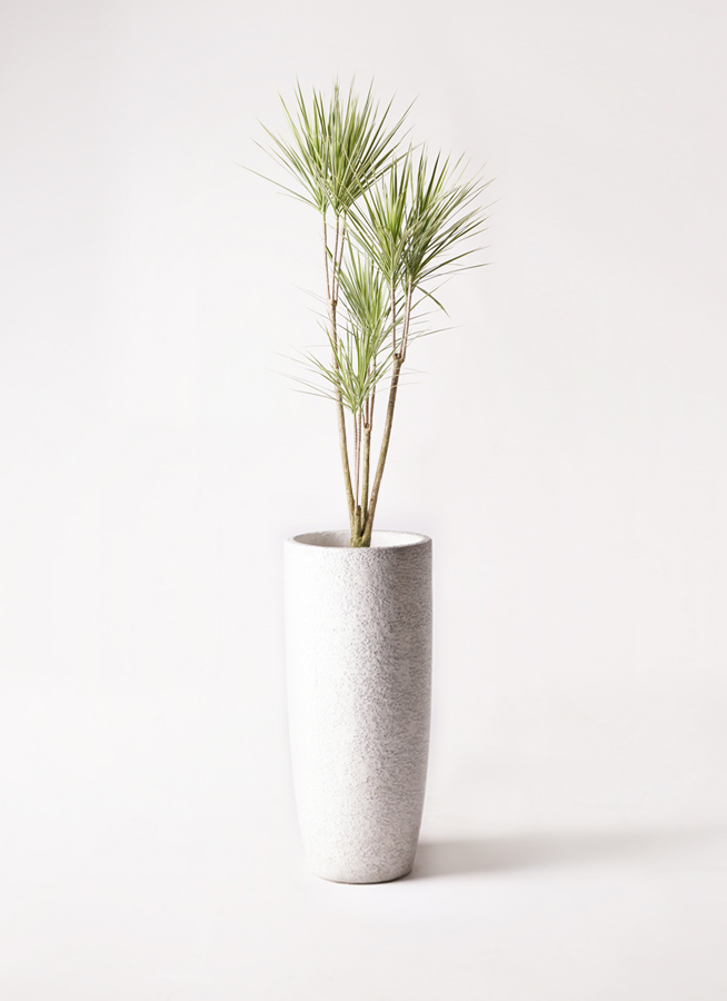 観葉植物 コンシンネ ホワイポリー 8号 ストレート プラスチック鉢