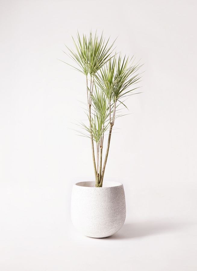 観葉植物 コンシンネ ホワイポリー 8号 ストレート プラスチック鉢