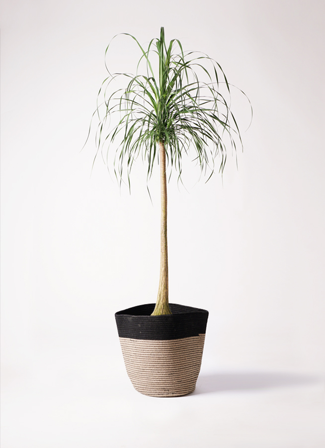 その他観葉植物 ryuki 観葉植物 トックリラン ポニーテール 10号 リブバスケット