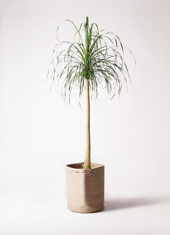 観葉植物 トックリラン ポニーテール 10号 ウッドプランター
