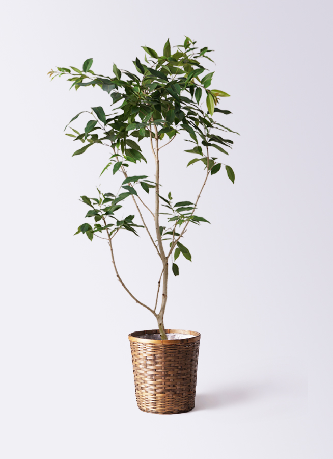 観葉植物 アマゾンオリーブ (ムラサキフトモモ) 10号 竹バスケット