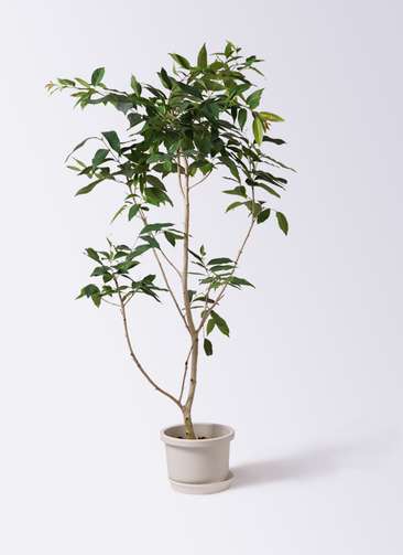 アマゾンオリーブ　観葉植物 アマゾンオリーブ | 株式会社 野沢園 I 創業150年 観葉植物レンタル