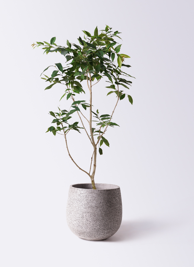 アマゾン　オリーブ　10号　250821 観葉植物 アマゾンオリーブ (ムラサキフトモモ) 10号 ジュピター