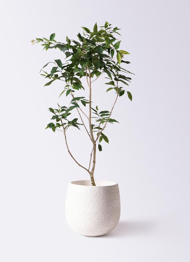 その他観葉植物 moomooo 観葉植物 アマゾンオリーブ (ムラサキフトモモ) 10号