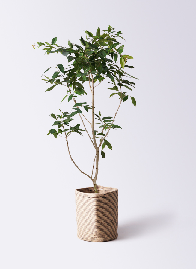 観葉植物 アマゾンオリーブ (ムラサキフトモモ) 10号 エコストーンGray