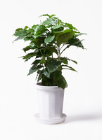 観葉植物 コーヒーの木 7号 プラスチック鉢 | 観葉植物なら
