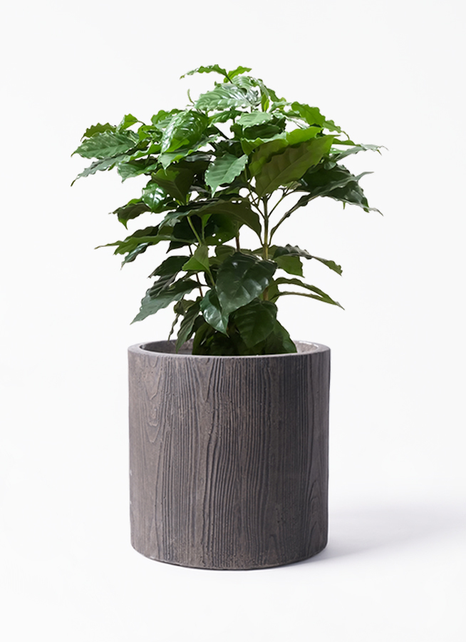 観葉植物 コーヒーの木 7号 アルファ シリンダープランター ウッド 付き 観葉植物ならhitohana ひとはな