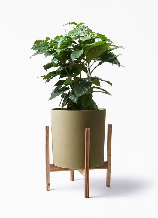 観葉植物 コーヒーの木 7号 ホルスト シリンダー オリーブ ウッドポットスタンド 付き 観葉植物ならhitohana ひとはな