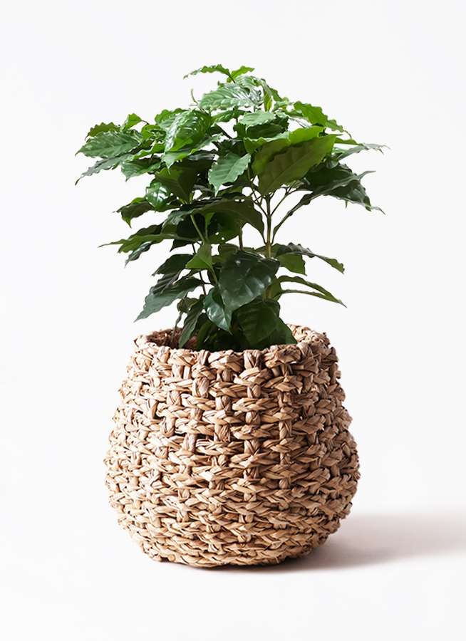 観葉植物 コーヒーの木 7号 FiberCray（ファイバークレイ） Gray 付き