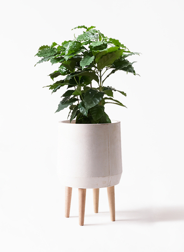 観葉植物 コーヒーの木 7号 セメント トラフポット 付き | 観葉 観葉植物 コーヒーの木 7号 セメント トラフポット 付き | 観葉