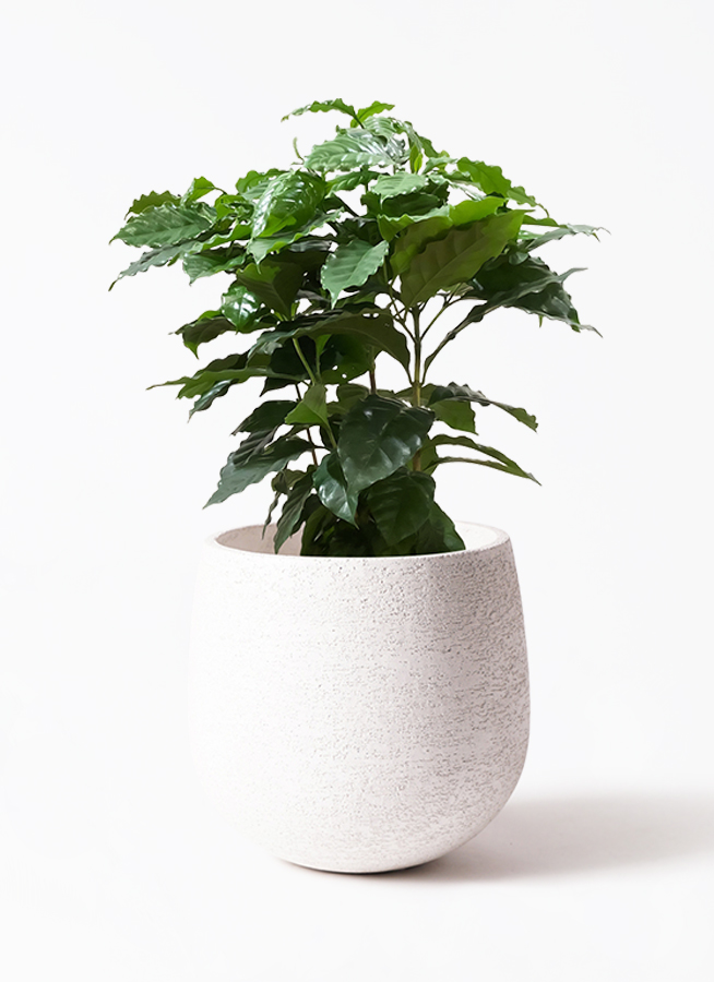 その他観葉植物 honokoo 植物図鑑④］ コバンモチ / Elaeocarpus japonicus 常緑高木、地