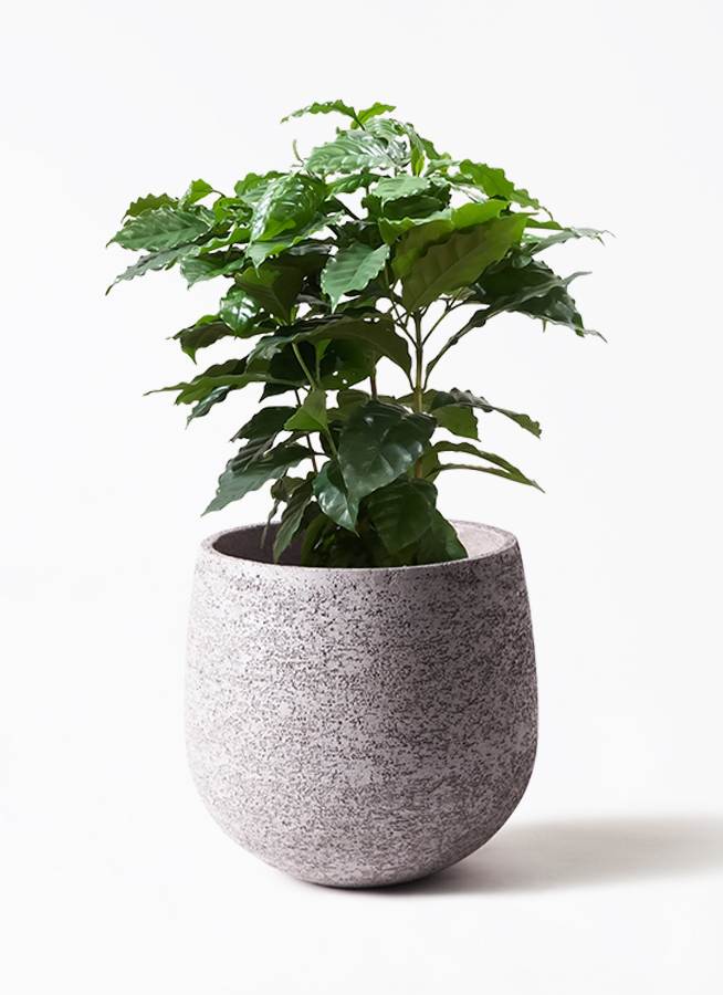 観葉植物 コーヒーの木 7号 セメント トラフポット 付き | 観葉