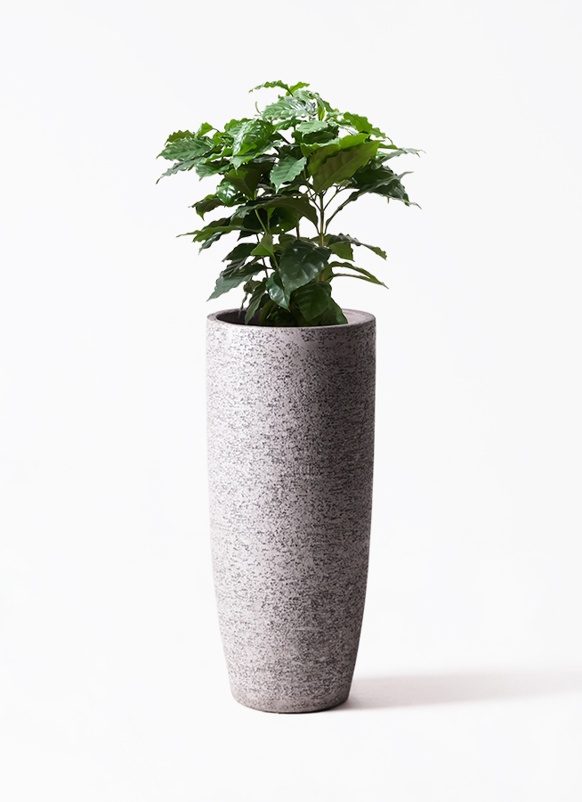 観葉植物 コーヒーの木 7号 プラスチック鉢 | 観葉植物なら