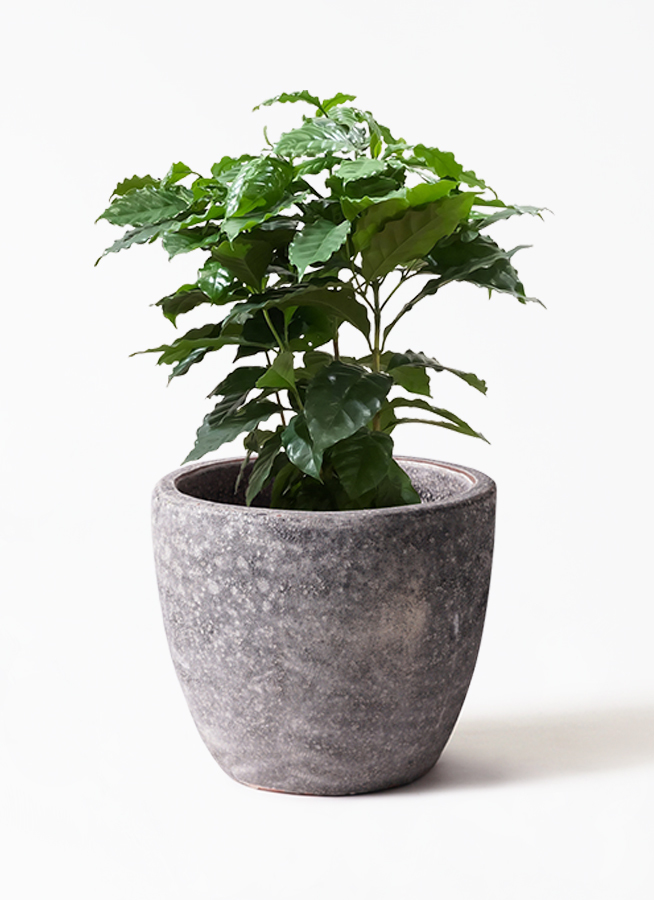 観葉植物 コーヒーの木 7号 アビスソニア ミドル 灰 付き 観葉植物ならhitohana ひとはな