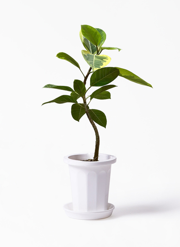 フィカス TcMa 観葉植物 フィカス アルテシーマ 7号 曲り プラスチック鉢