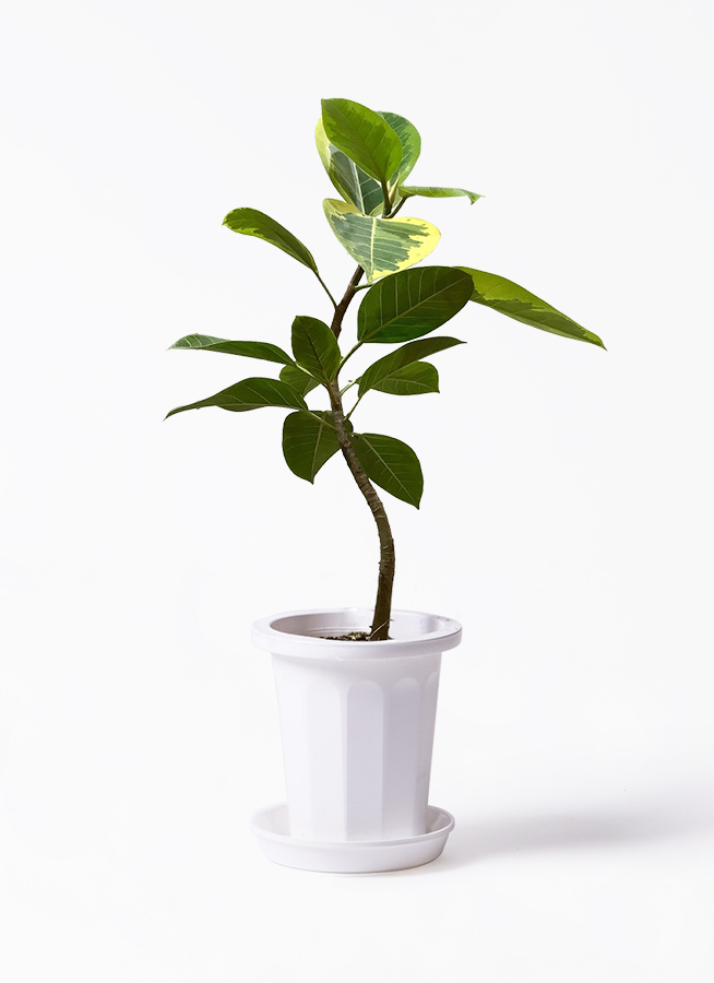 ficus-altissima-718_1.jpg?