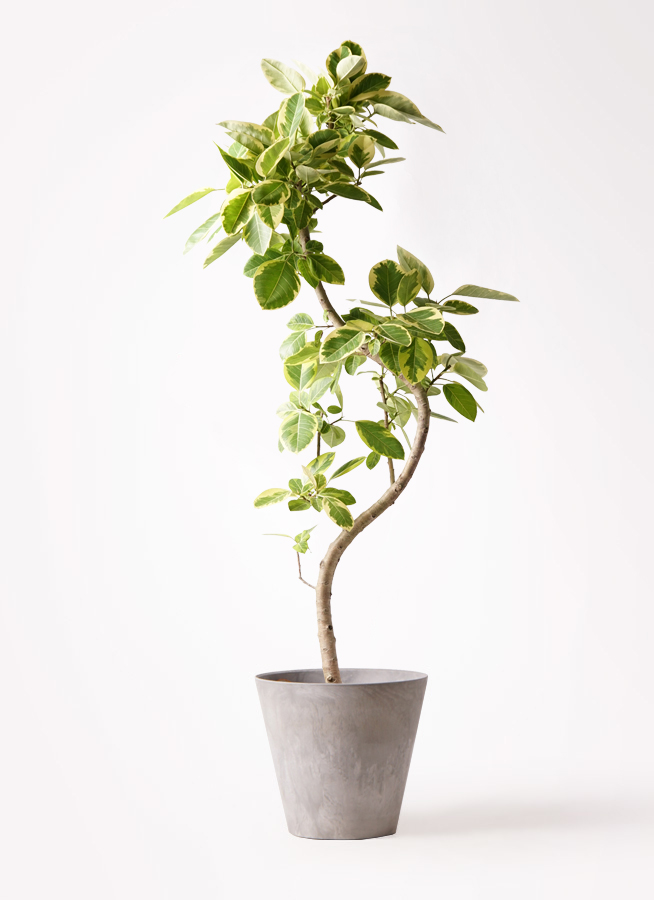 観葉植物 フィカス アルテシーマ 10号 曲り アートストーン ラウンド
