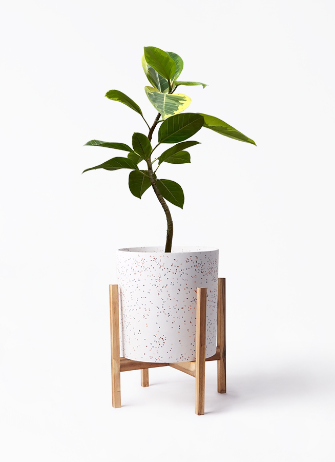 観葉植物 フィカス アルテシーマ 7号 曲り ホルスト シリンダー