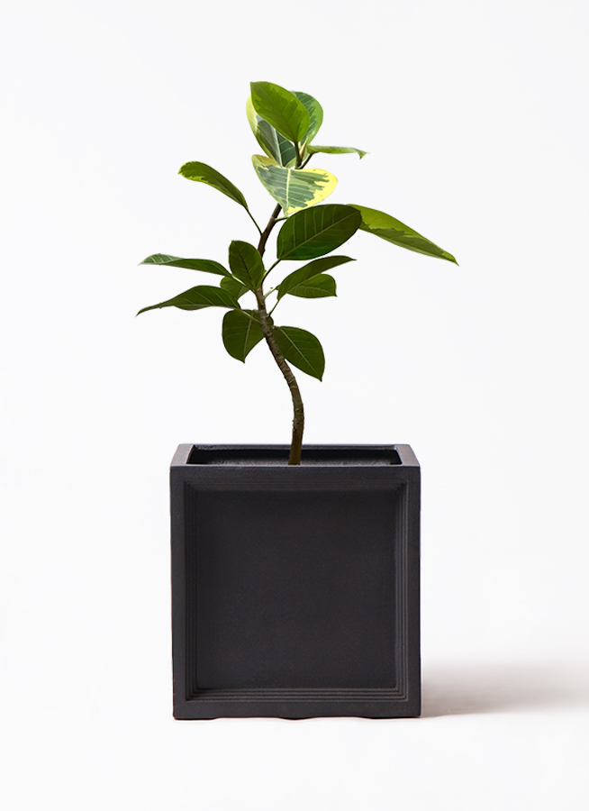 観葉植物 フィカス アルテシーマ 7号 曲り ブリティッシュキューブ