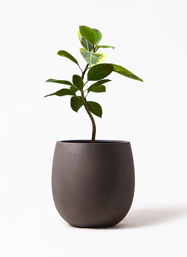 観葉植物 フィカス アルテシーマ 7号 曲り テラニアス バルーン アンティーク ブラウン 付き 観葉植物ならhitohana ひとはな