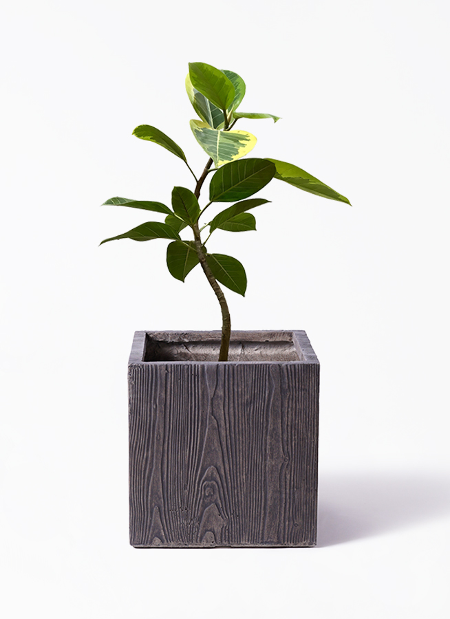 観葉植物 フィカス アルテシーマ 7号 曲り ベータ キューブプランター