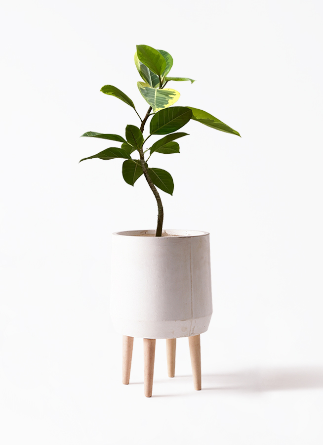 観葉植物 フィカス アルテシーマ 7号 曲り プラスチック鉢 | 観葉植物