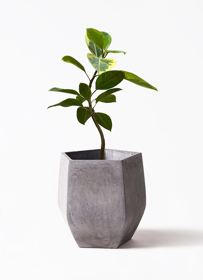 観葉植物 フィカス アルテシーマ 7号 曲り プラスチック鉢 | 観葉植物
