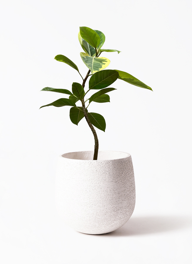 観葉植物 フィカス アルテシーマ 7号 曲り プラスチック鉢