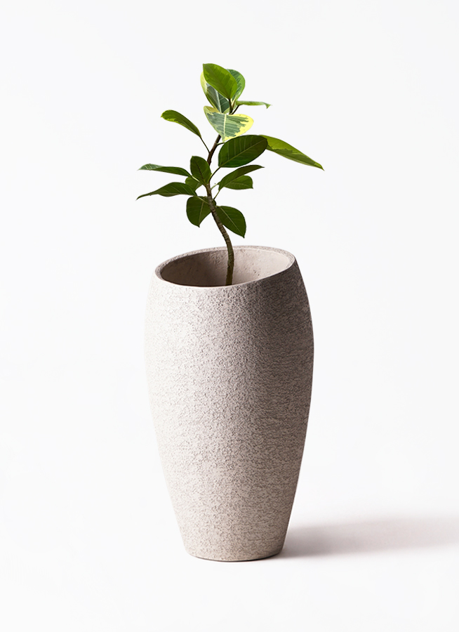 観葉植物 フィカス アルテシーマ 7号 曲り プラスチック鉢 | 観葉植物