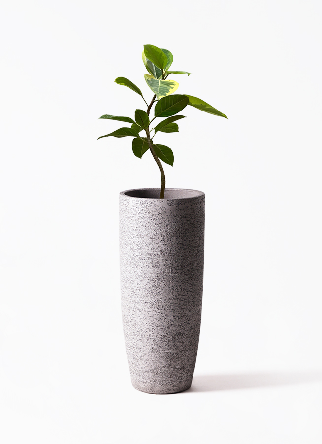 ❇︎フィカス☺︎アルテシマ朴仕立て7号プラ鉢付き❇︎ 楽天市場】観葉植物/[送料無料]フィカス：アルテシマ（朴曲げ