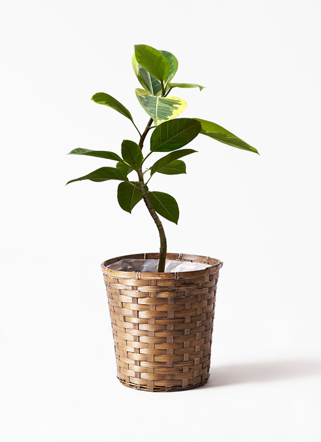 観葉植物 フィカス アルテシーマ 7号 曲り 竹バスケット 付き 観葉植物ならhitohana ひとはな