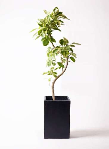 観葉植物 フィカス アルテシーマ 10号 曲り プラスチック鉢 観葉植物 フィカス アルテシーマ 10号 曲り プラスチック鉢