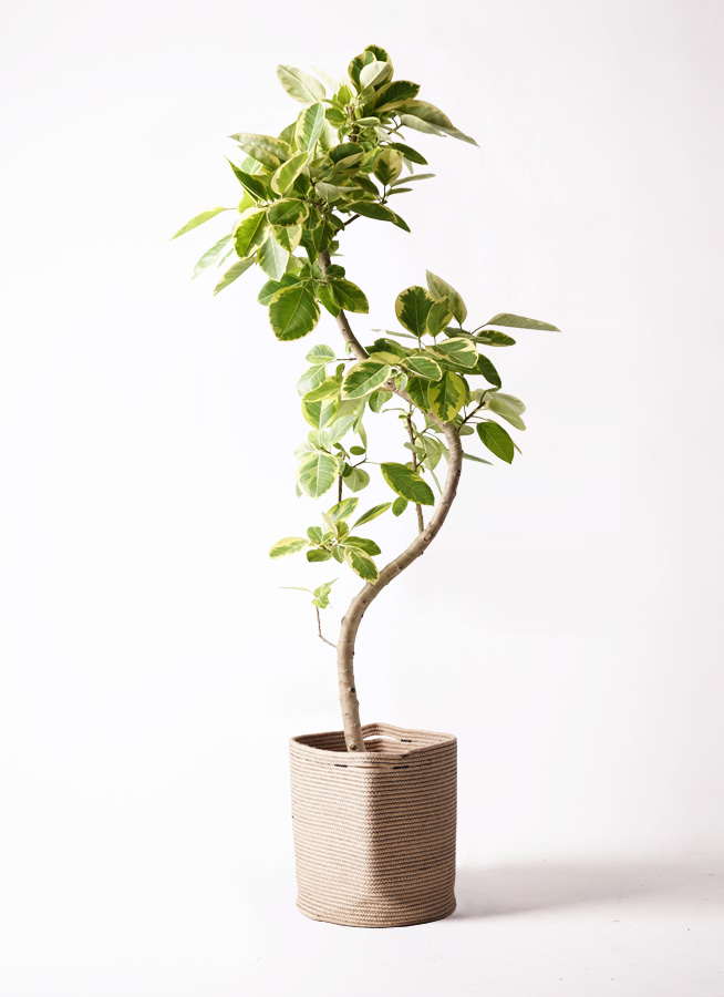 観葉植物 フィカス アルテシーマ 10号 曲り プラスチック鉢