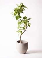 フィカス アルテシーマ 10号 | 観葉植物 | インテリアやギフトに