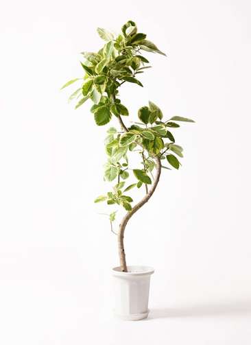 ［現品］80番　フィカス　アルテシマ　曲がり　10号　尺鉢　観葉植物　室内　大型 現品］80番 フィカス アルテシマ 曲がり 10号 尺鉢 観葉植物