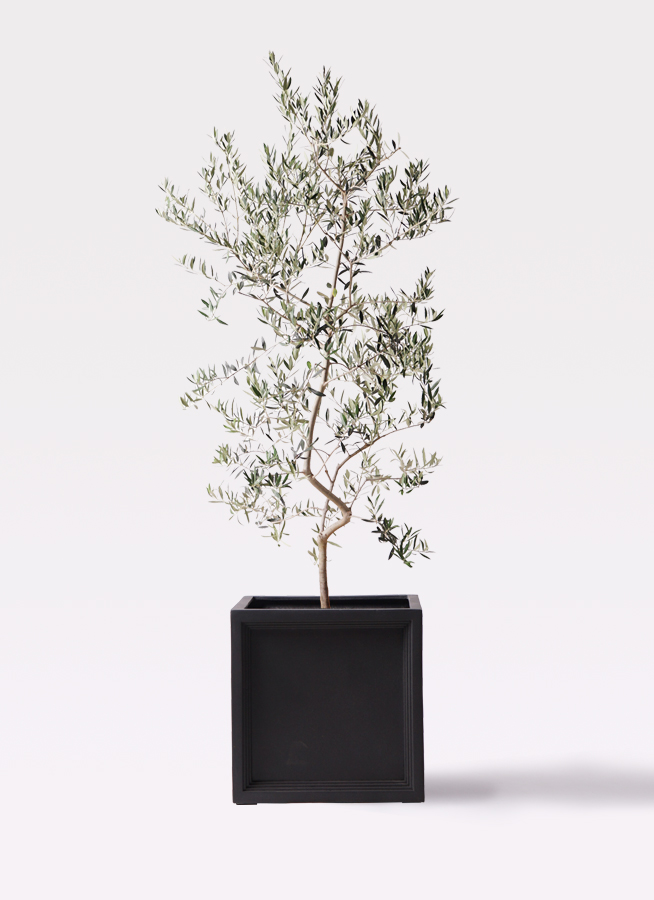 観葉植物 オリーブの木 10号 ペンドリノ ブリティッシュキューブ 付き