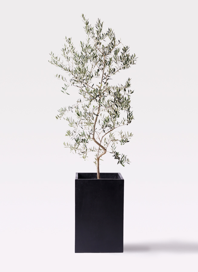 観葉植物 オリーブの木 10号 ペンドリノ セドナロング 墨 付き / 小倉