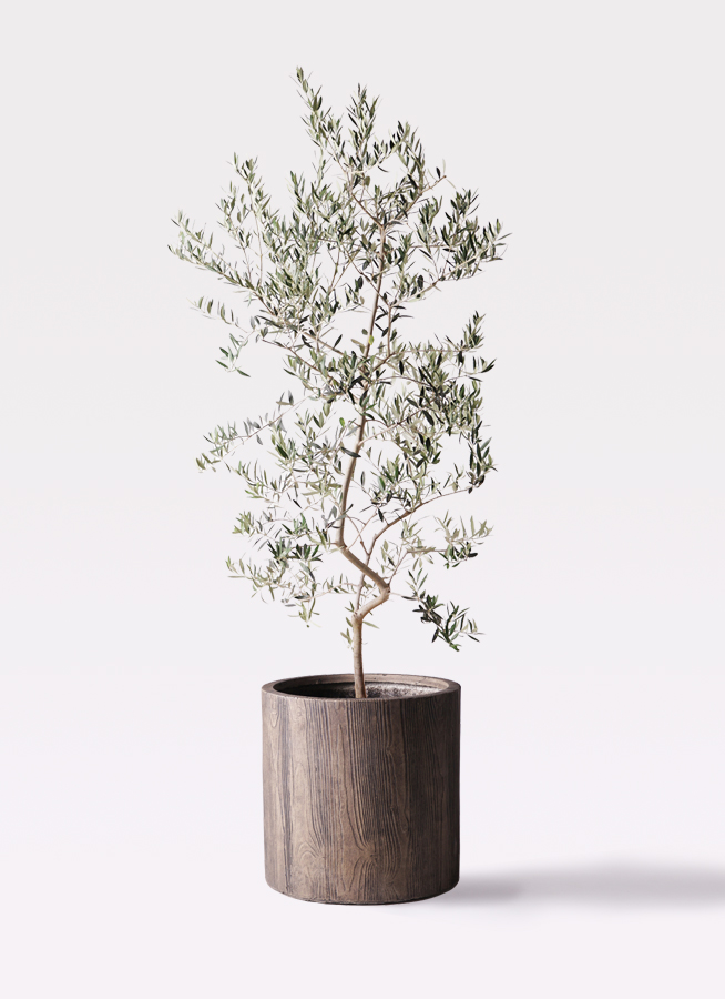 観葉植物 オリーブ 10号 ペンドリノ プラスチック鉢 | 観葉植物なら