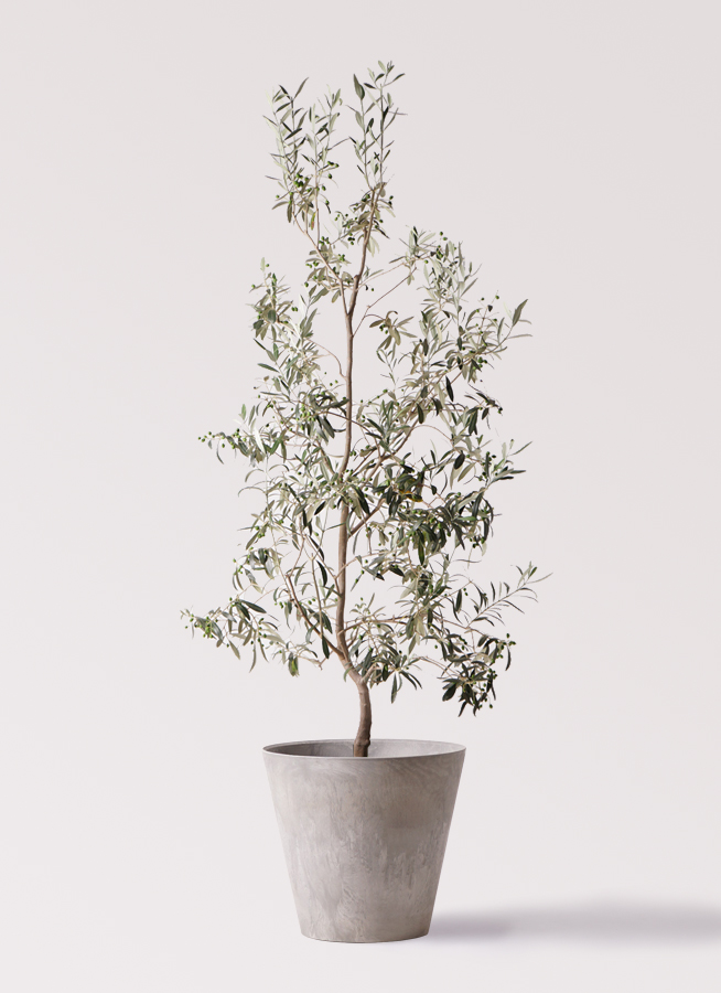 観葉植物 オリーブの木 10号 ワンセブンセブン アートストーン