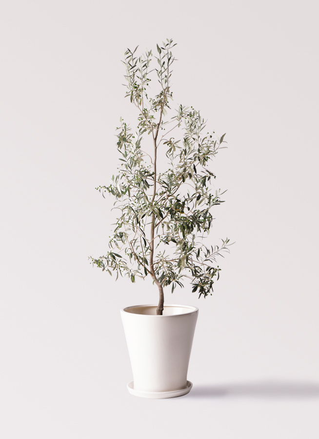 観葉植物 オリーブの木 10号 ワンセブンセブン モンデリック ラタン