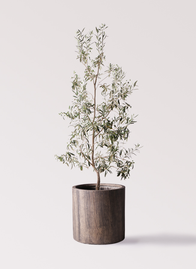 観葉植物 オリーブの木 10号 ワンセブンセブン モンデリック ラタン