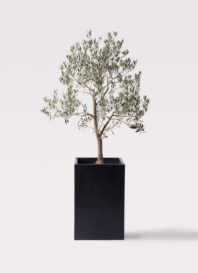 観葉植物 オリーブの木 10号 ピッチョリーネ セドナロング 墨 付き