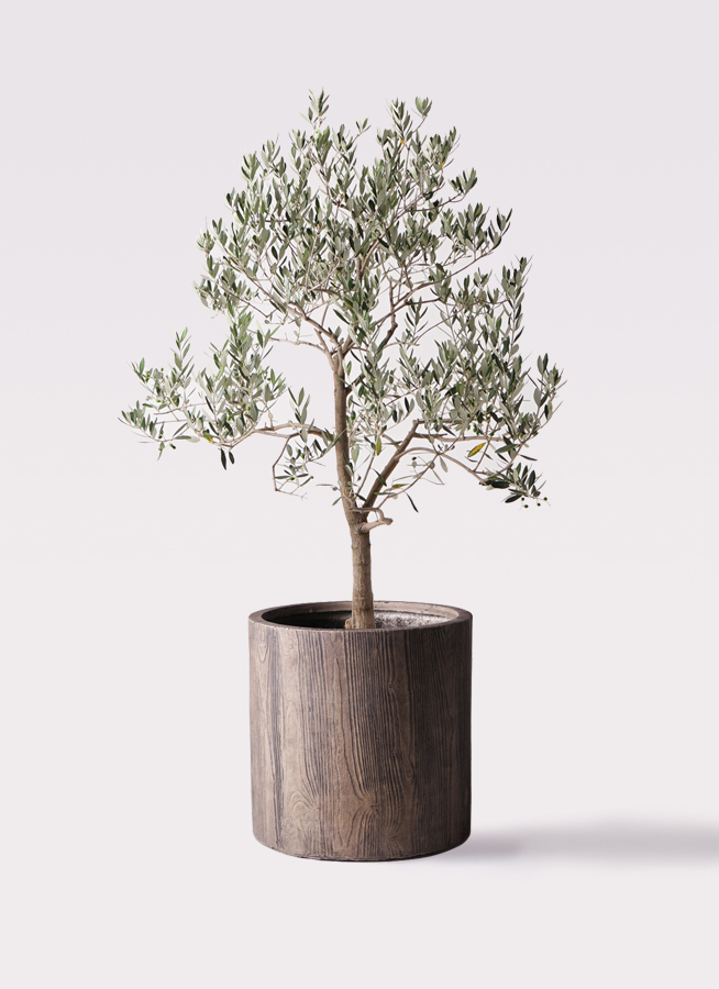 オリーブの木 ピッチョリーネ | 観葉植物通販HitoHana(ひとはな)