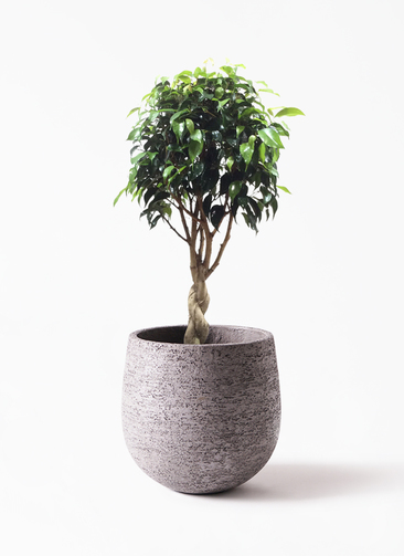観葉植物 フィカス ベンジャミン 玉造り　スタンド仕立て　８号鉢 観葉植物 フィカス ベンジャミン 6号 玉造り Eco Stone（エコストーン