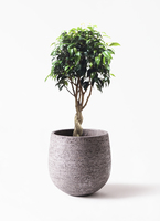 ficus-benjamina-778_1.jpg?