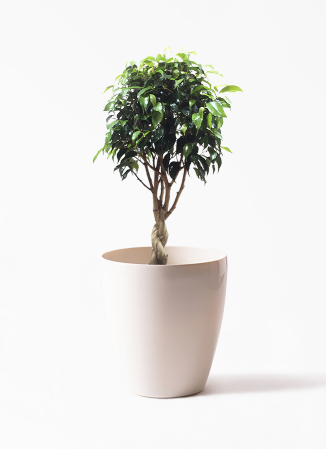 フィカス ベンジャミン Borobudurpedia Id