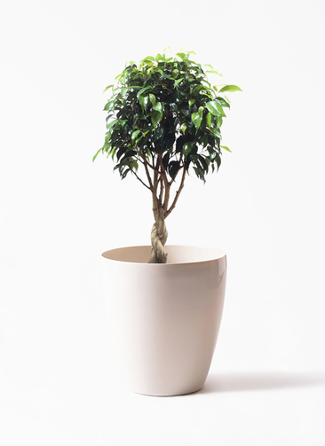 観葉植物 フィカス ベンジャミン 6号 玉造り ラスターポット 付き