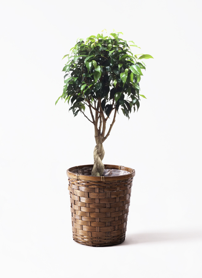 フィカス・ベンジャミン・ブラック ゴムの木 観葉植物 鉢下より140cm フィカス・ベンジャミン・ブラック ゴムの木 観葉植物 鉢下より