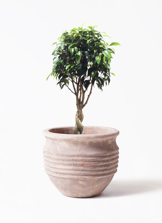 観葉植物 フィカス ベンジャミン 6号 玉造り プラスチック鉢 | 観葉