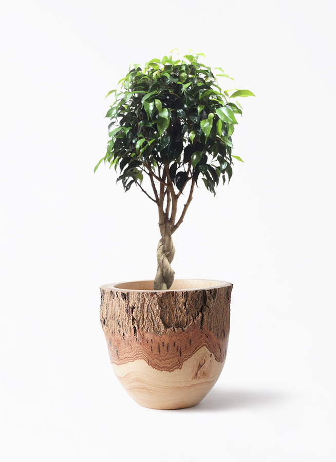 観葉植物 フィカス ベンジャミン 6号 玉造り Eco Stone（エコストーン
